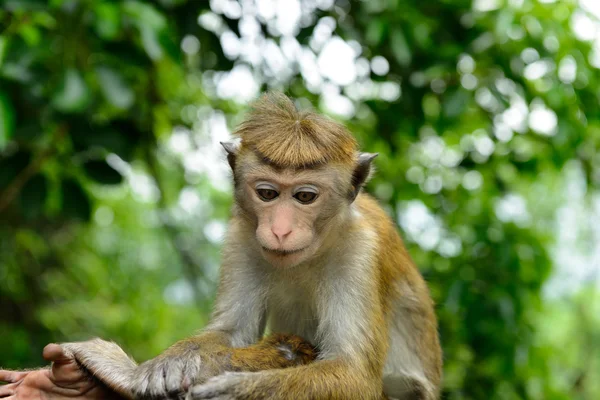 Macacos na natureza viva — Fotografia de Stock