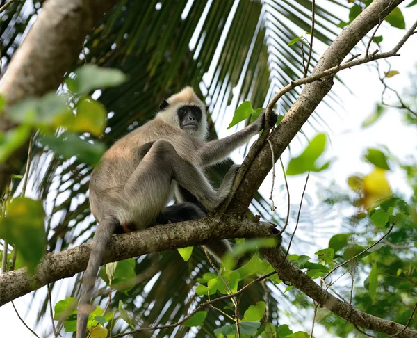 Macacos na natureza viva — Fotografia de Stock