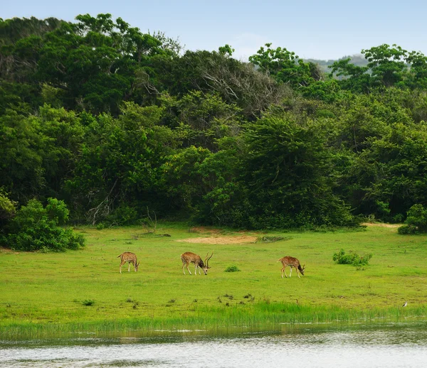 Manada de veados — Fotografia de Stock