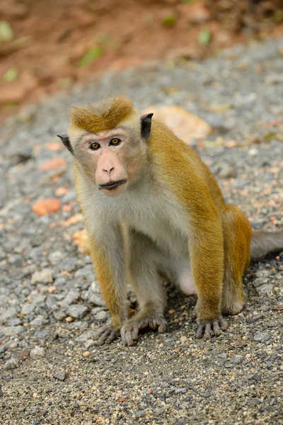 Monos en la naturaleza viva — Foto de Stock