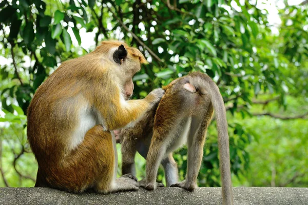 Scimmie nella natura vivente — Foto Stock