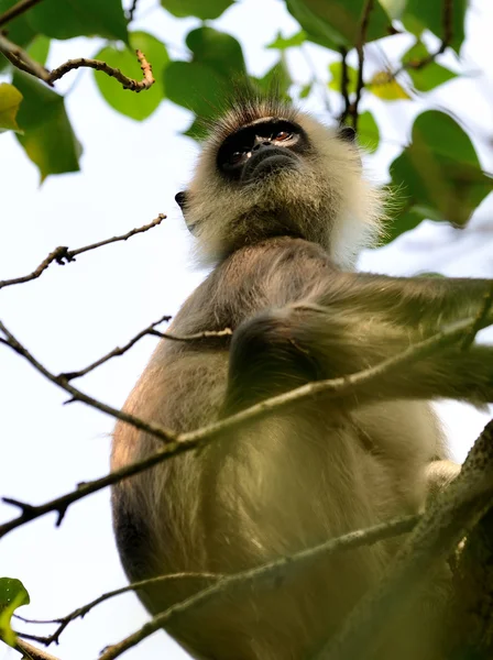 Monos en la naturaleza viva — Foto de Stock