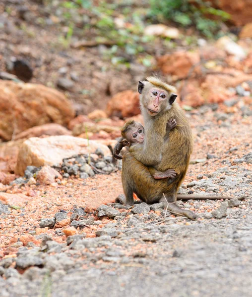 Macaco com o bebê na natureza viva — Fotografia de Stock