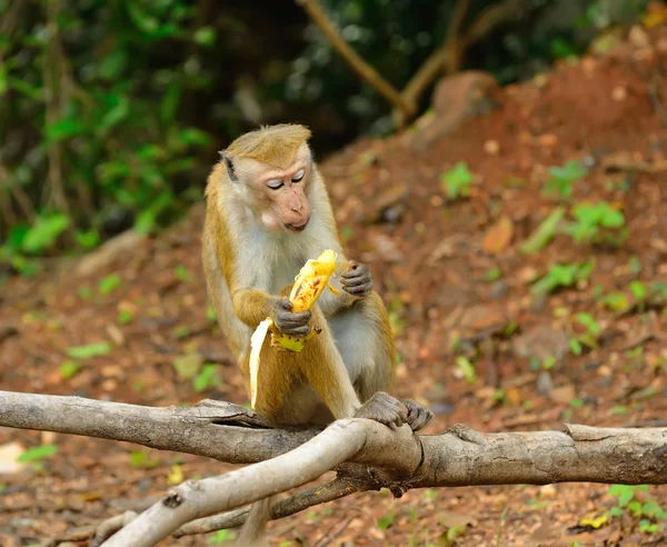 Macaco come uma banana na natureza viva — Fotografia de Stock