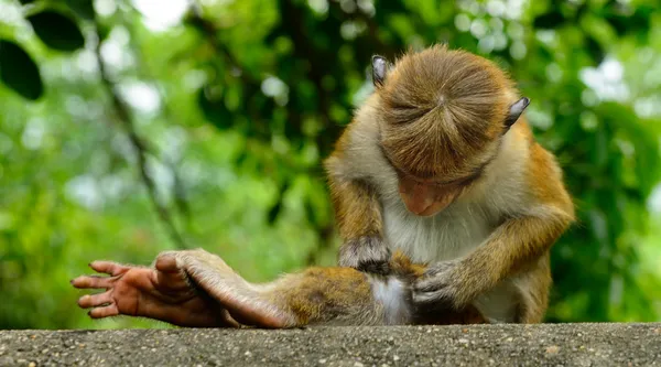 Monkeys in the living nature — Stock Photo, Image