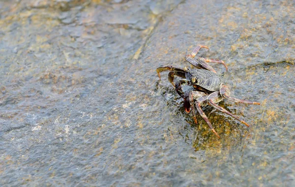 Crabe des océans — Photo