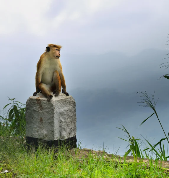 Macacos na natureza viva — Fotografia de Stock