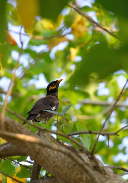 Aves tropicales Acridotheres — Foto de Stock