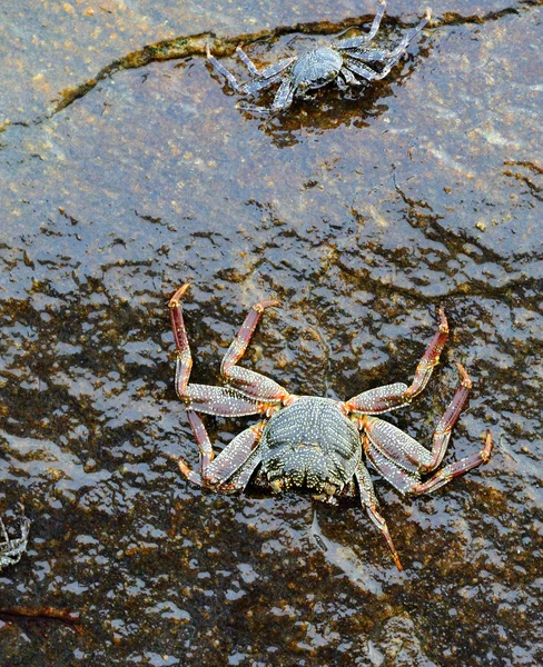 Crabe des océans — Photo