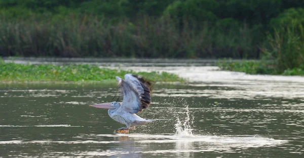 Start fly Pelican — Stock Photo, Image