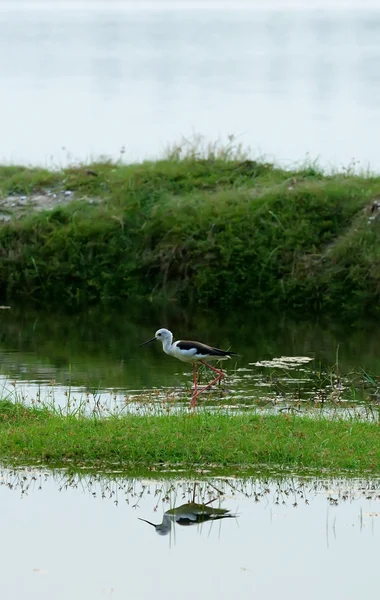 Tropical bird heron — Zdjęcie stockowe