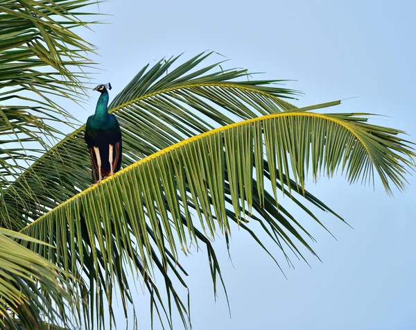 Pavão — Fotografia de Stock