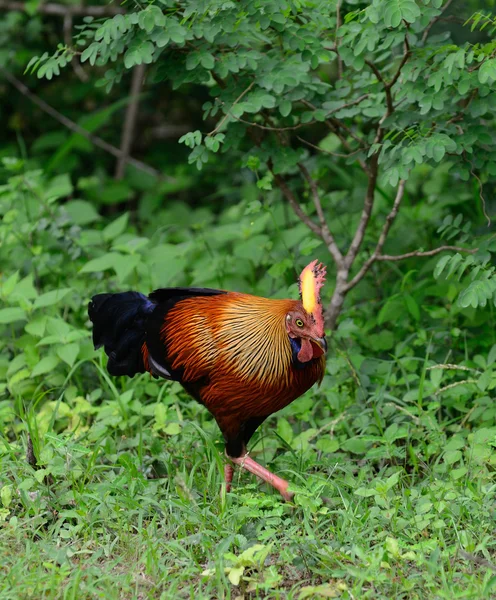 Gallo salvaje —  Fotos de Stock