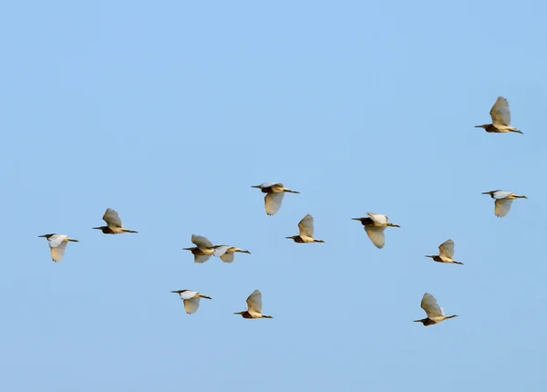Uçan kuşlar — Stok fotoğraf