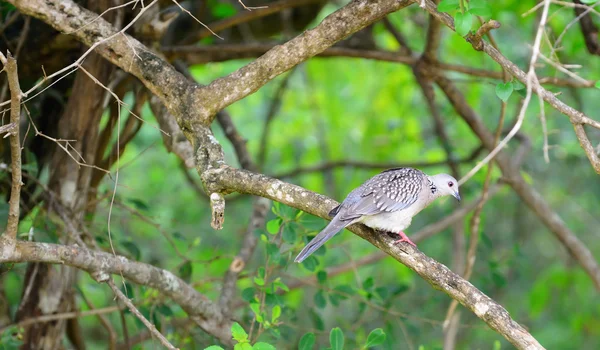 Pájaro tropical — Foto de Stock