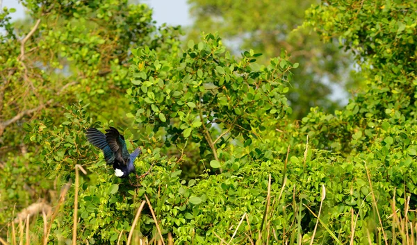 Aves tropicales Eurasiáticas Piedra rizada — Foto de Stock