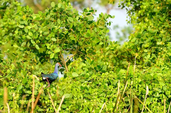 Aves tropicales Eurasiáticas Piedra rizada —  Fotos de Stock