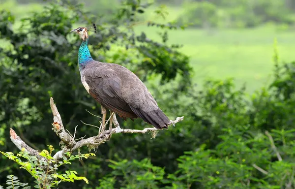 Pfau — Stockfoto