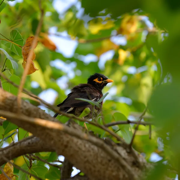 Aves tropicales Acridotheres — Foto de Stock