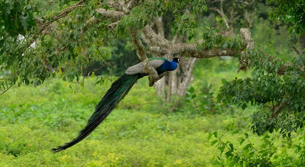 Pfau — Stockfoto