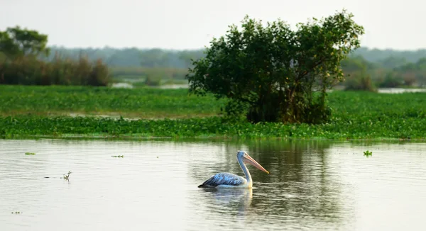 Pelican — Stock Photo, Image