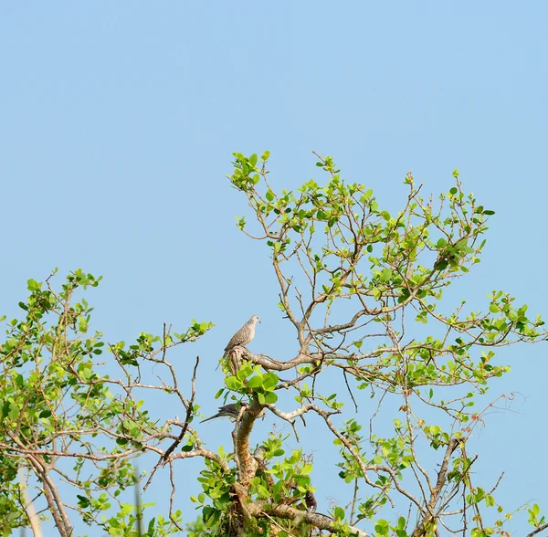 Tropical bird heron — Zdjęcie stockowe