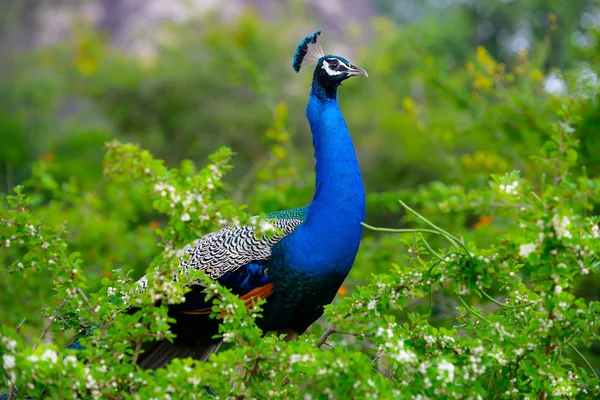 Pavão — Fotografia de Stock