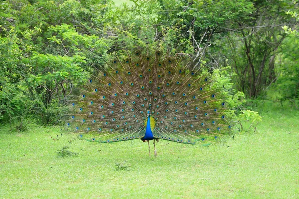 Pavão — Fotografia de Stock