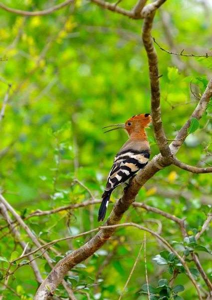 ¡Hoopoe! — Foto de Stock