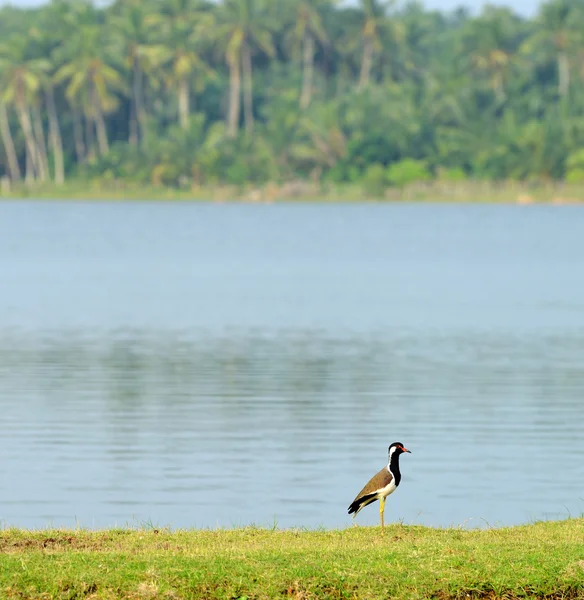 Tropical bird lapwing — Stock Photo, Image