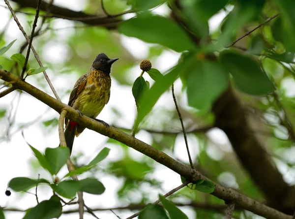 Uccello tropicale — Foto Stock