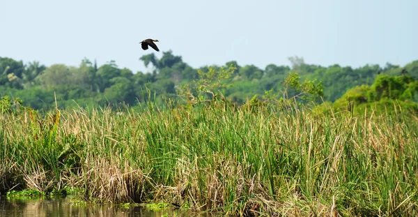 Flying wild duck — Stock Photo, Image