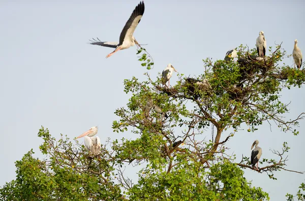 Tropical bird heron construction nest — Stock Photo, Image