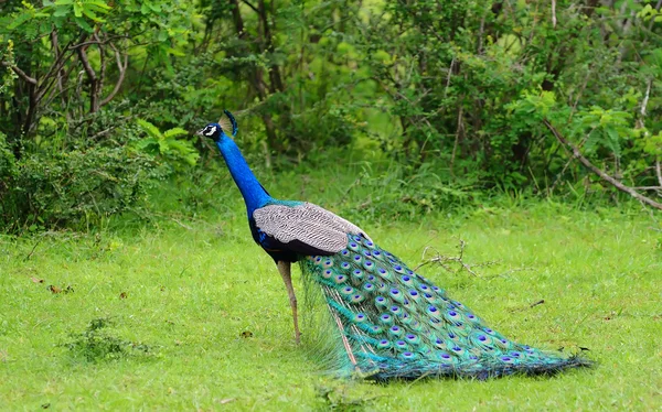 Pavão — Fotografia de Stock