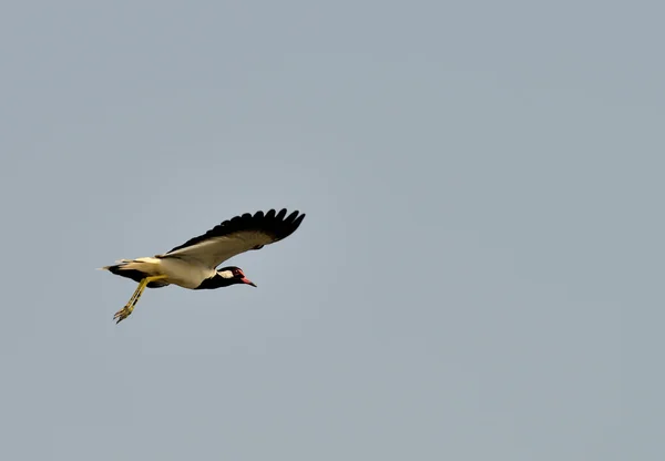 Flying Tropical bird lapwing — Stock Photo, Image