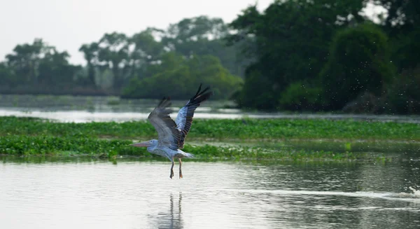 Sinek pelican Başlat — Stok fotoğraf