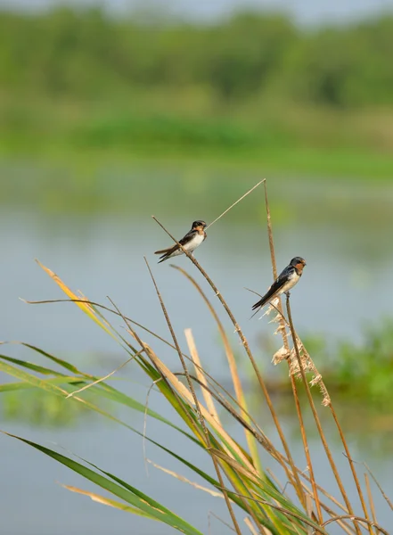 Garza de aves tropicales — Foto de Stock