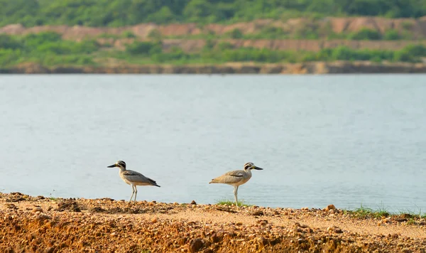 열 대 조류 유라시아 돌-curlew — 스톡 사진