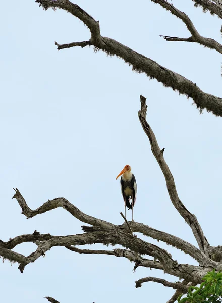 热带鸟 — 图库照片