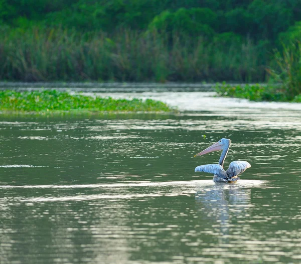 Pelican — Stock Photo, Image