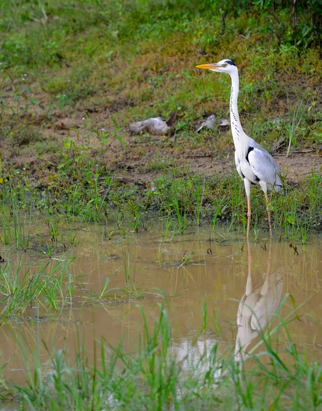 Tropischer Vogelreiher — Stockfoto