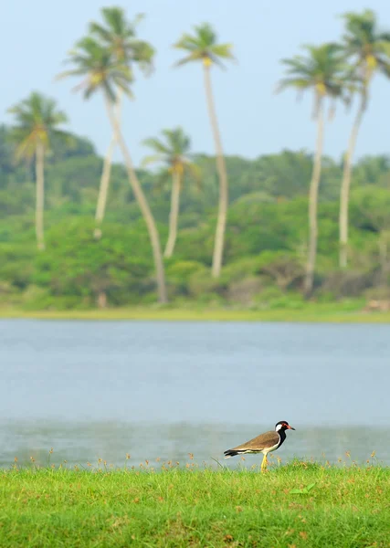 Tropical bird lapwing — Stock Photo, Image