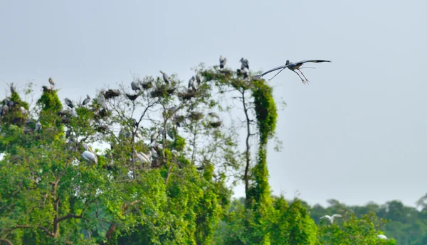 Héron oiseau tropical — Photo