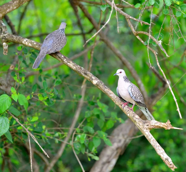 Tropische vogel — Stockfoto