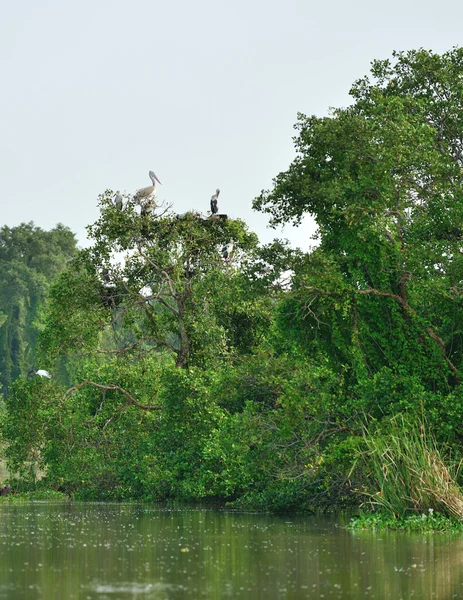 Pelican — Stock Photo, Image