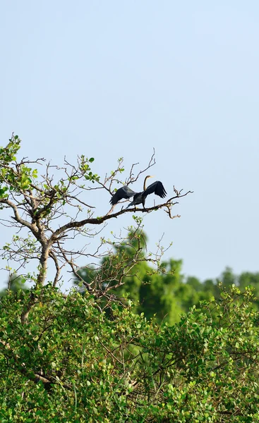 Przepasany tropikalnych ptaków — Zdjęcie stockowe