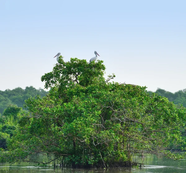 Pelican — Stock Photo, Image