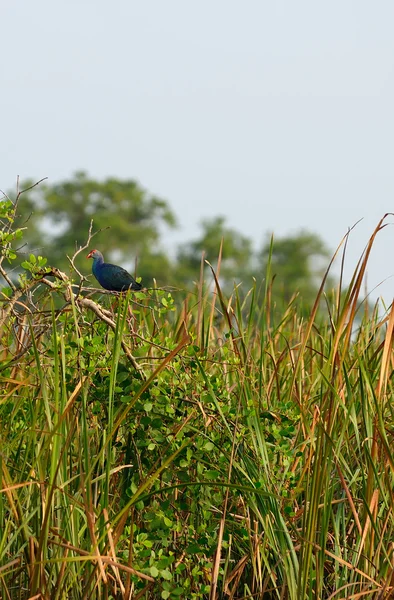 Pájaro tropical — Foto de Stock