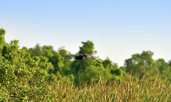 Tropical bird Darter — Stock Photo, Image