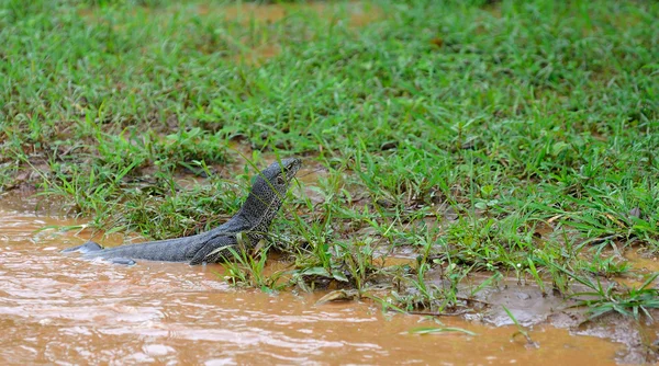 Varan? Sri Lanka – stockfoto